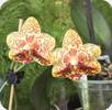 Phal. Yaphon Lobspis x Yaphon Goldrose